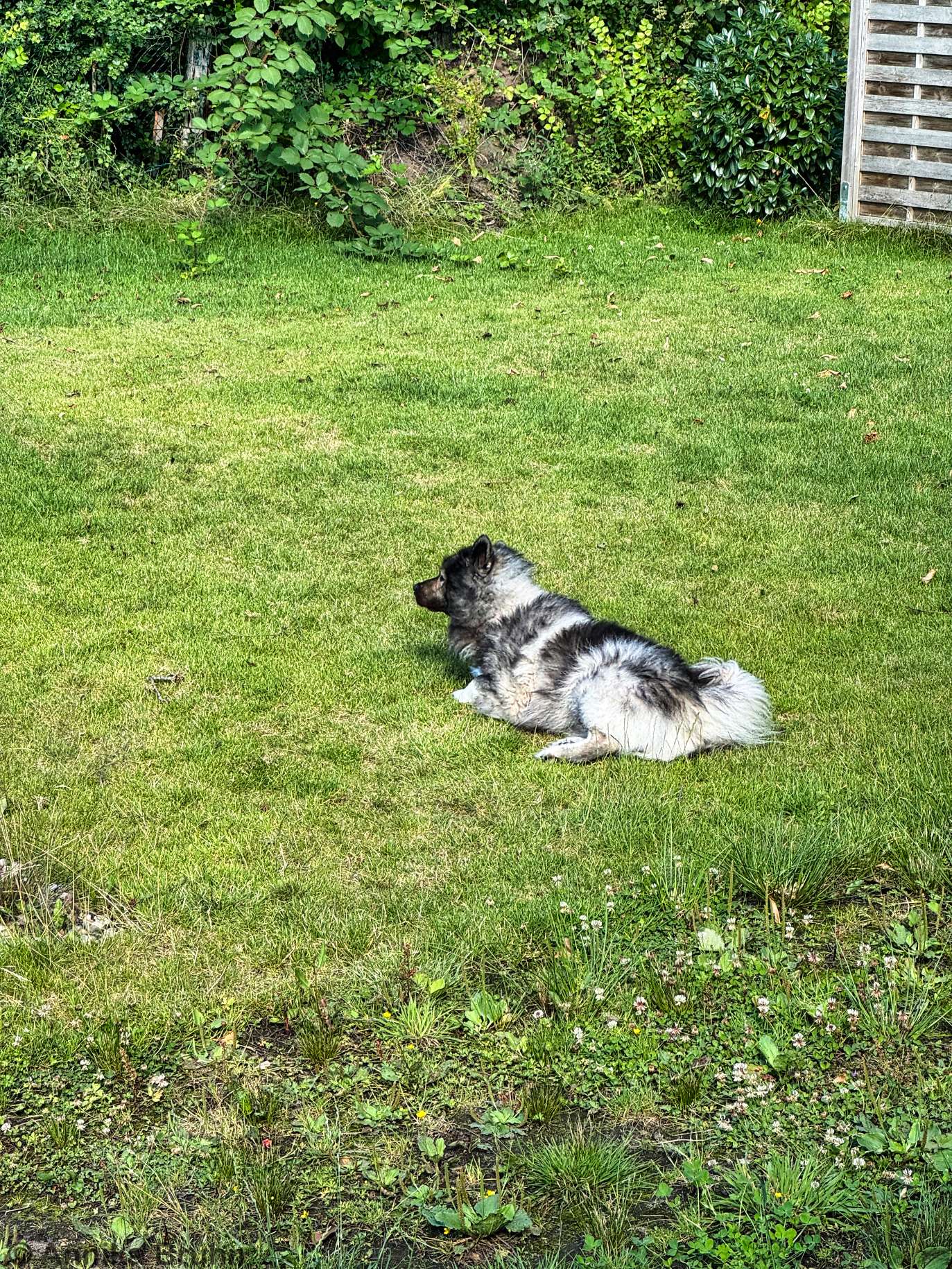 Q wühlt im Gras